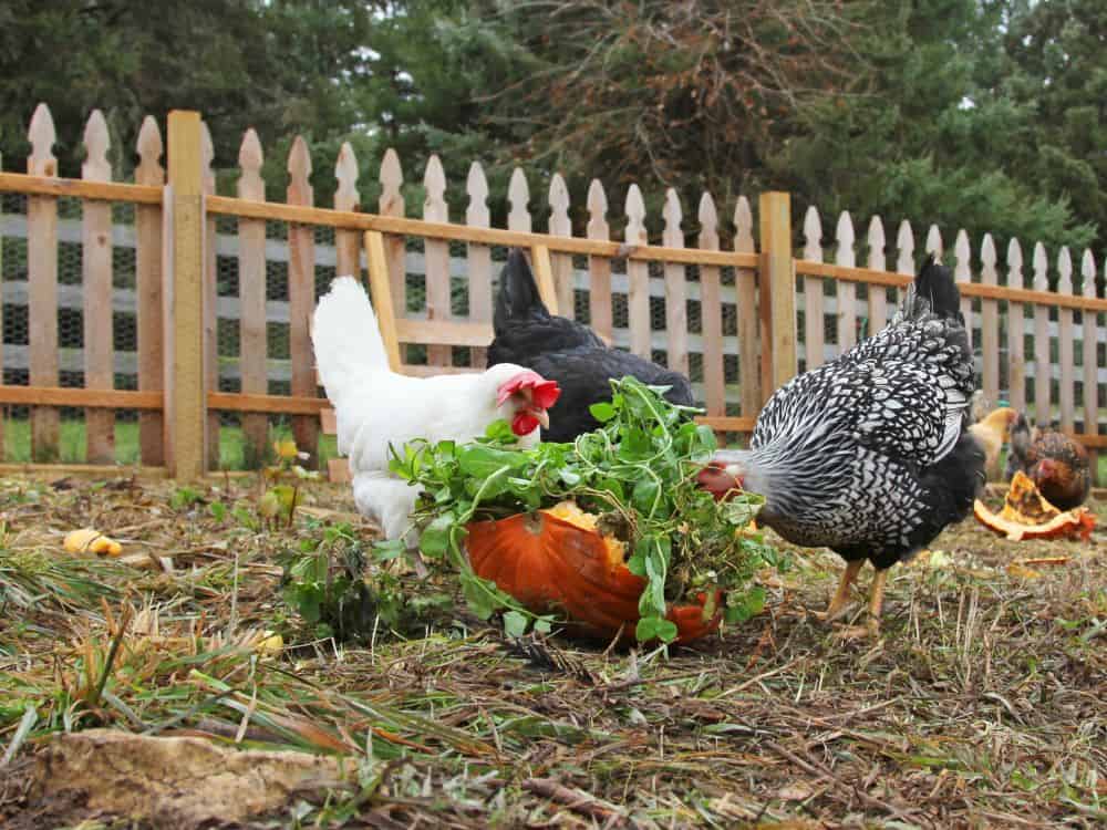Other Foods and Plant Parts for Chickens to Avoid