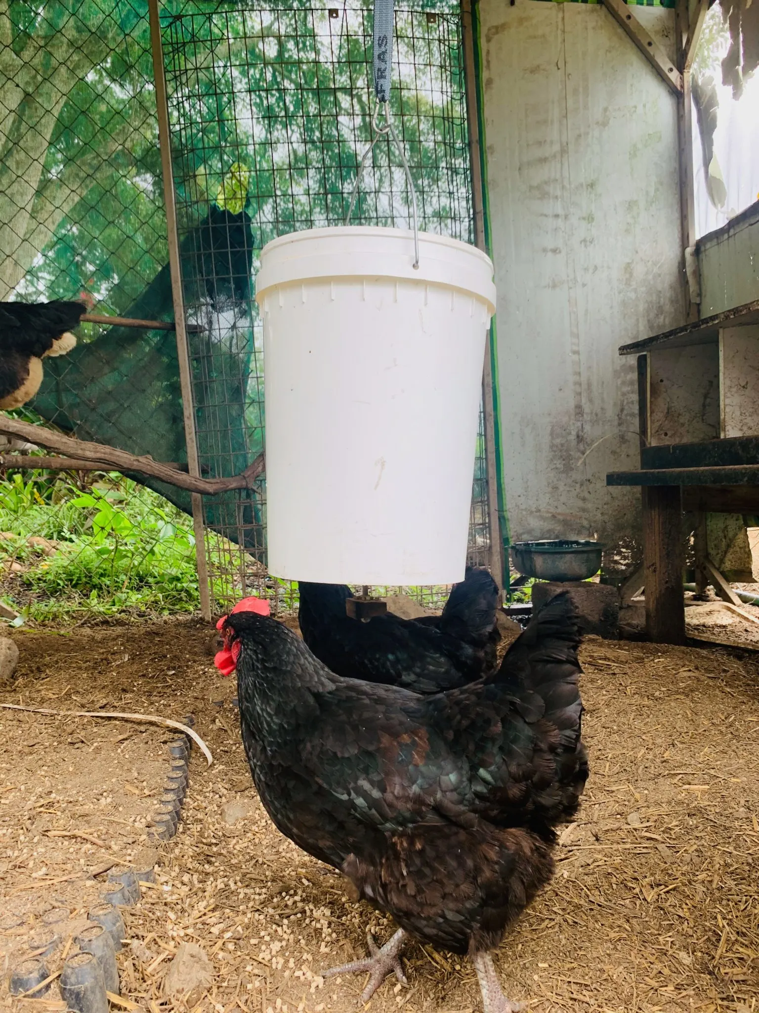 Our 5-Gallon Bucket Chicken Feeder – Outdoor Happens