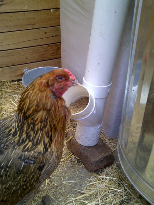 PVC Chicken Feeder: 4 Steps – Instructables
