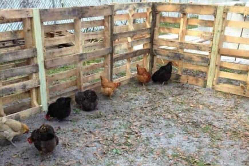 Pallet Chicken Run: DIY Pallet Fence Extension for the Flock