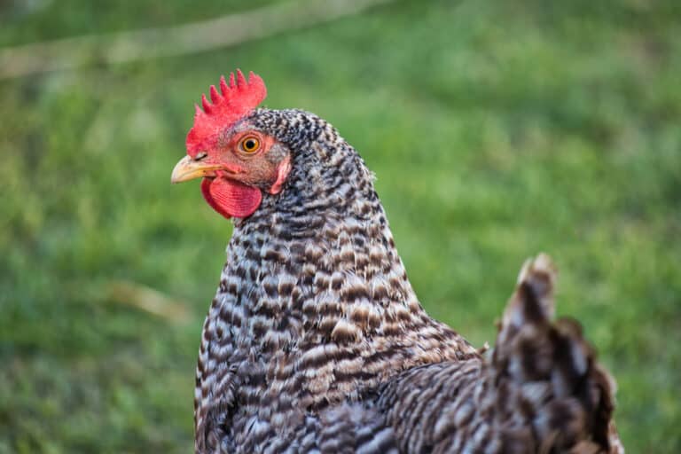 Plymouth Rock Chicken: A Guide To Keeping And Breeding