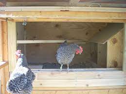 Pop Door for Coop – BackYard Chickens