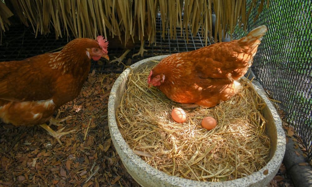 Possible Issues That Cause Pain In Hens Laying Eggs