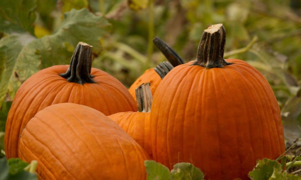 Pumpkins Nutritional Value
