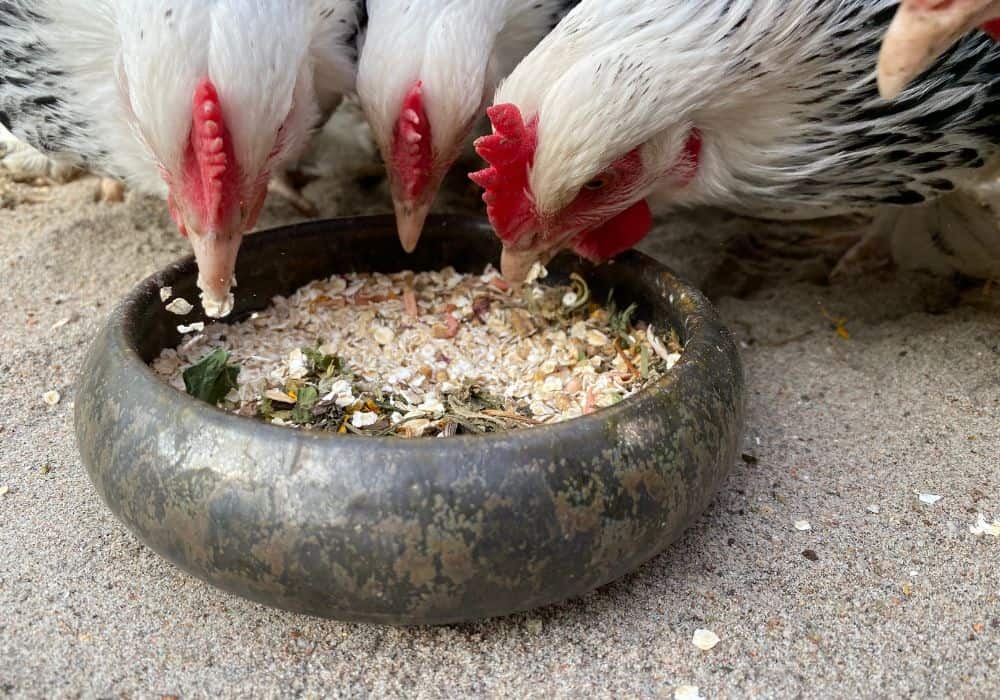 Quantity of Birdseed for Chickens to Eat