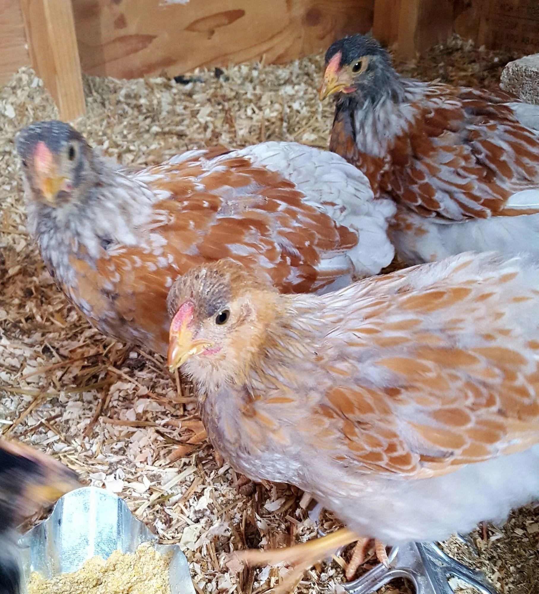 Quick Tips for Raising a Blue Laced Red Wyandotte