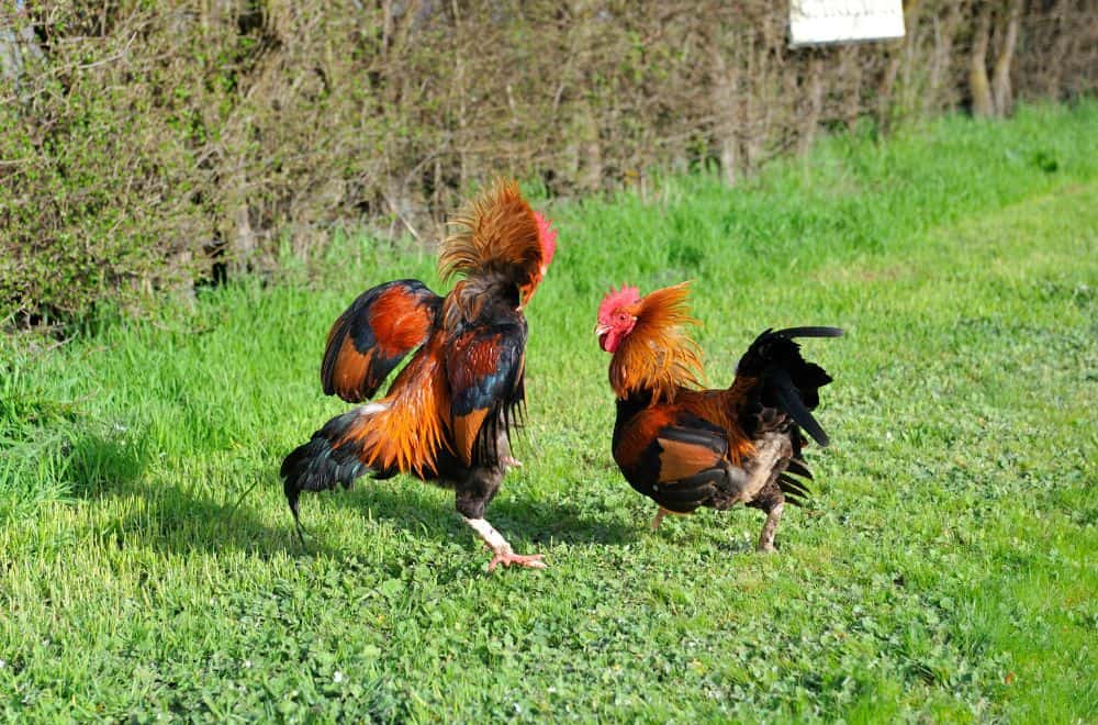 Rehome the rooster