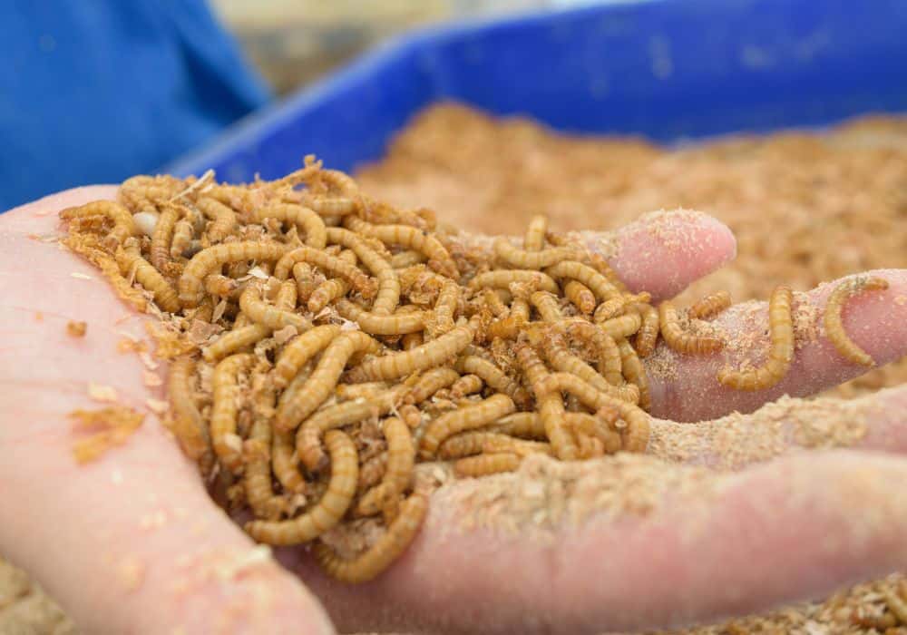 Single Container vs. Tiered Mealworm Farm Systems