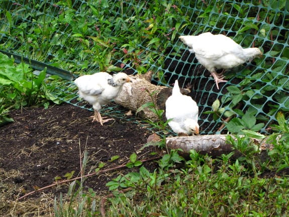 Temporary Chicken Fencing for the Backyard – Avian Aqua Miser