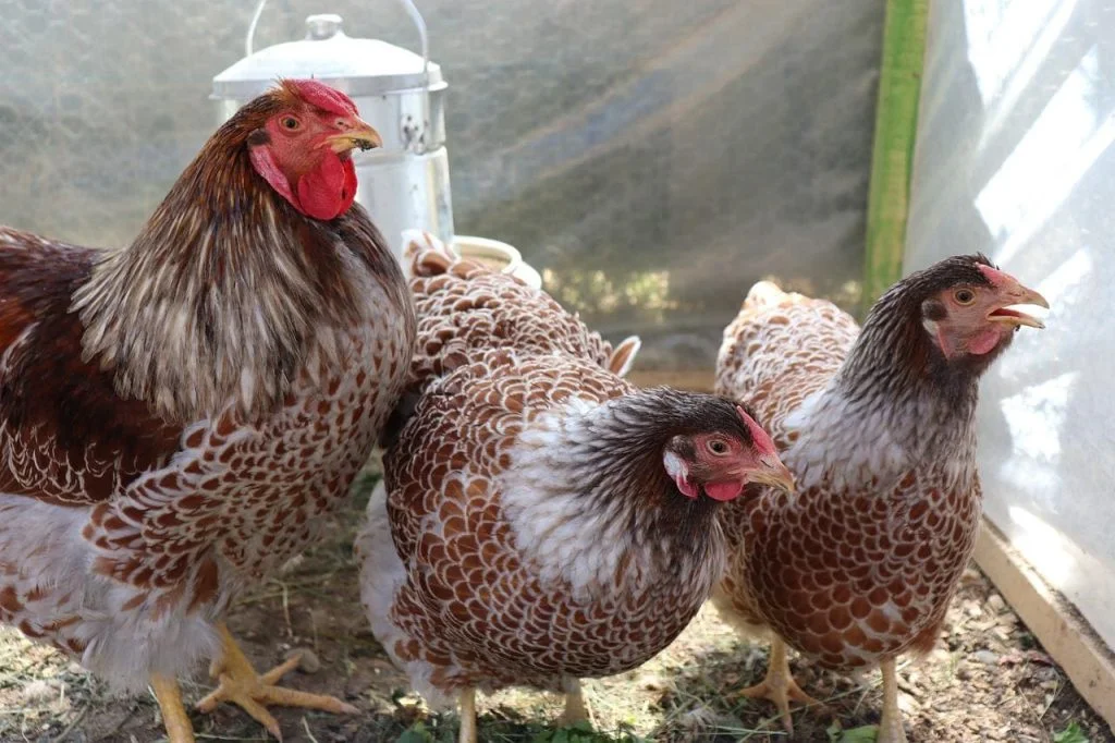 The Appearance of the Blue Laced Red Wyandotte