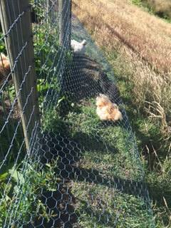 The Chicken Tunnel – Good Life Permaculture