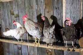 The Complete Guide to Chicken Roosts – Chickens And More