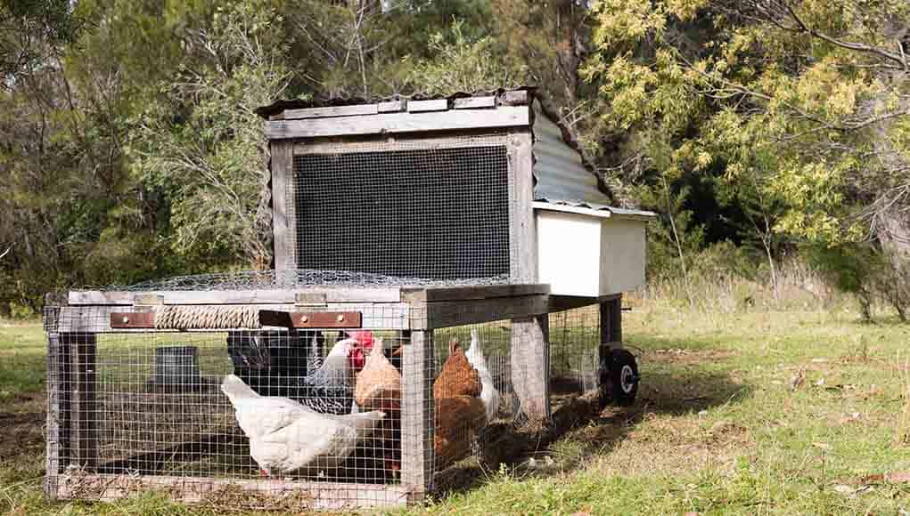 The Definitive Guide to Chicken Tractors – Happy Chicken