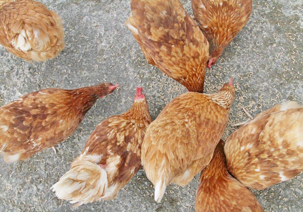 The Risks of Feeding Your Chickens Corn Husks