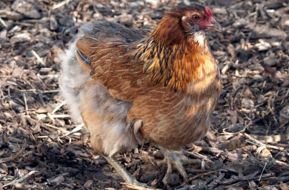 The history of the Araucana chicken