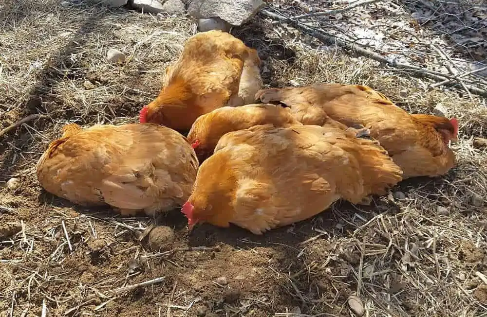 The sleeping habits of chickens