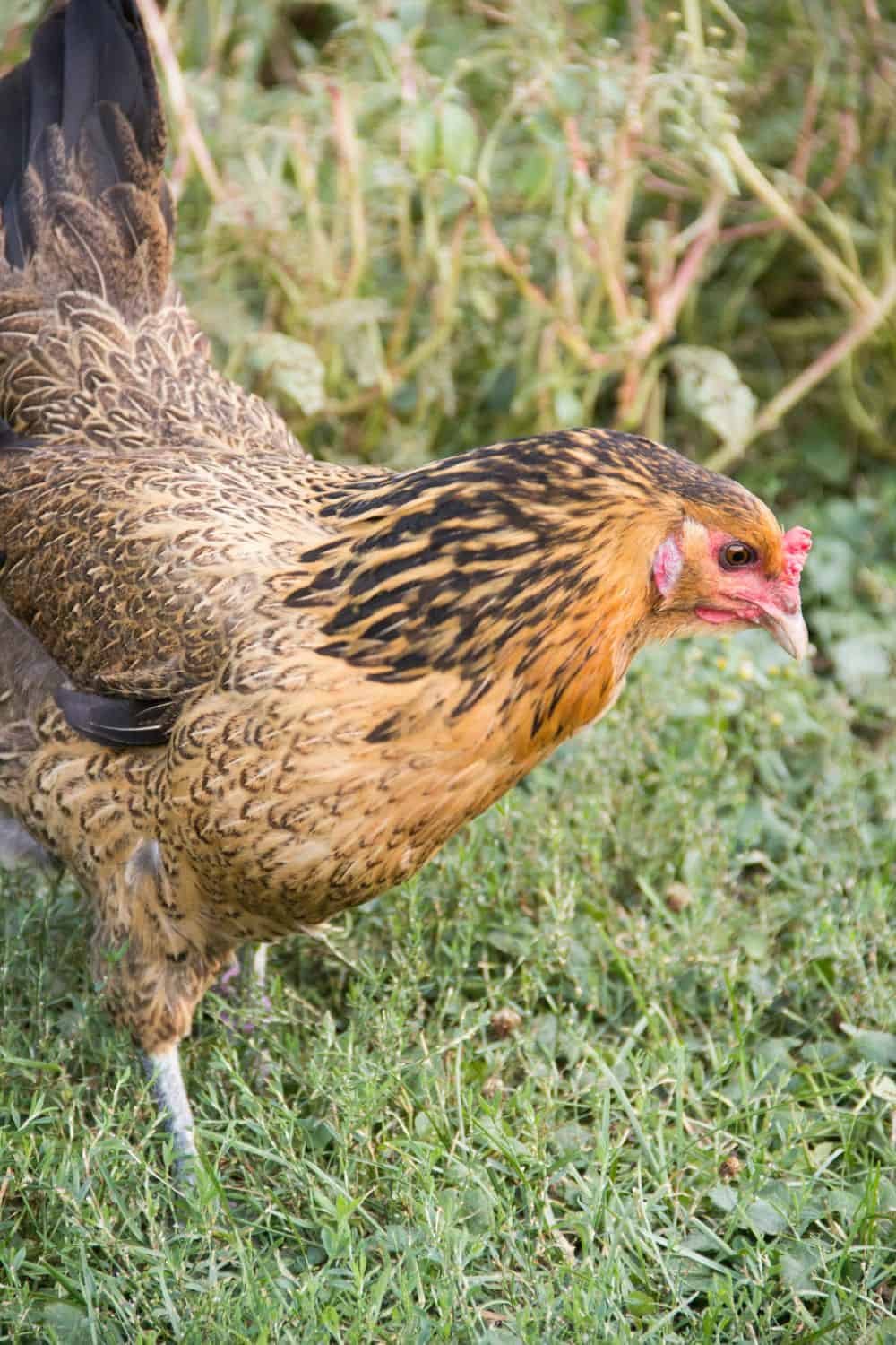 Tips for keeping Easter Egger chickens