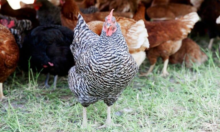 Top 10 Black and White Chicken Breeds (with Pictures)