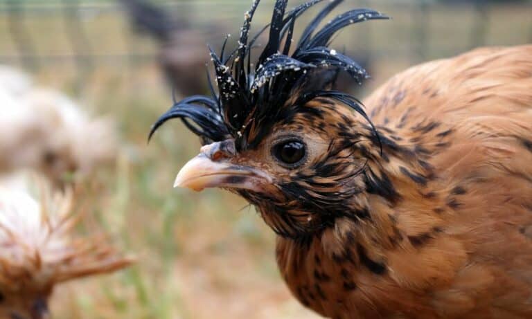 Top 12 Crested Chicken Breeds (With Pictures)