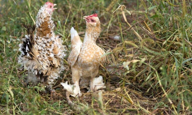 Top 14 Funny Looking Chicken Breeds (with Pictures)