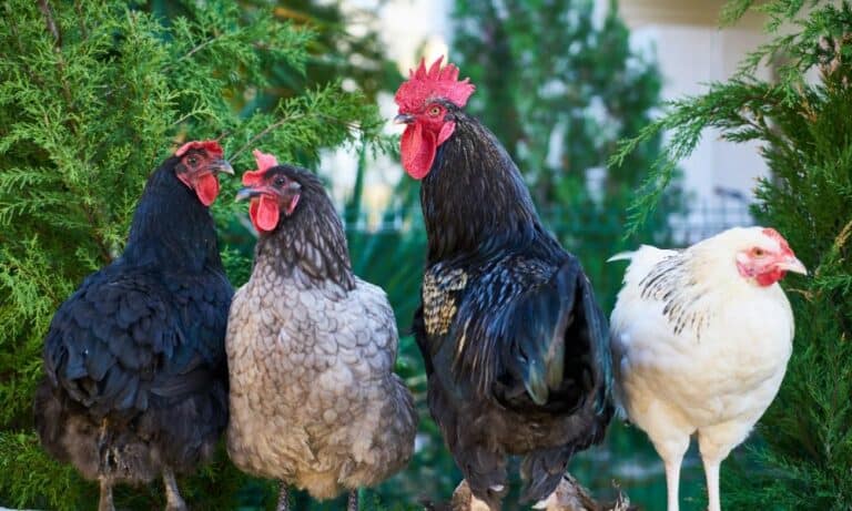 Top 8 Quiet Chicken Breeds (with Pictures)