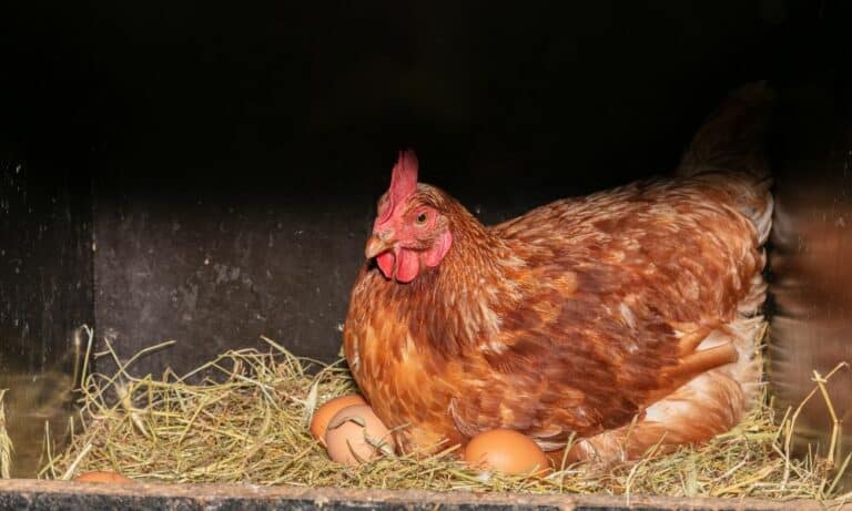 Top 8 Reasons Why Chickens Stop Laying Eggs