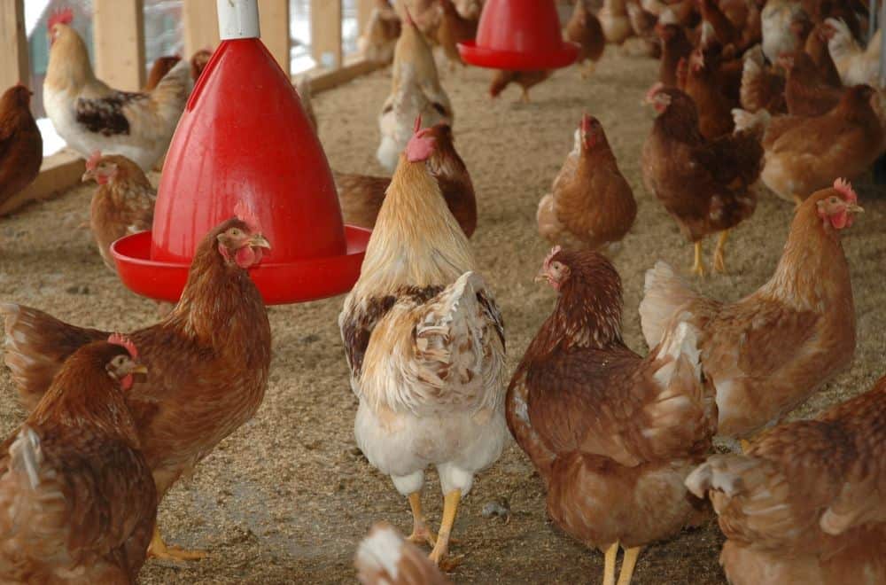 Ways Chickens Release Their Urine
