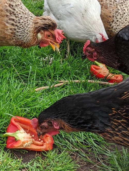 Ways to Feed Your Chickens with Bell Peppers