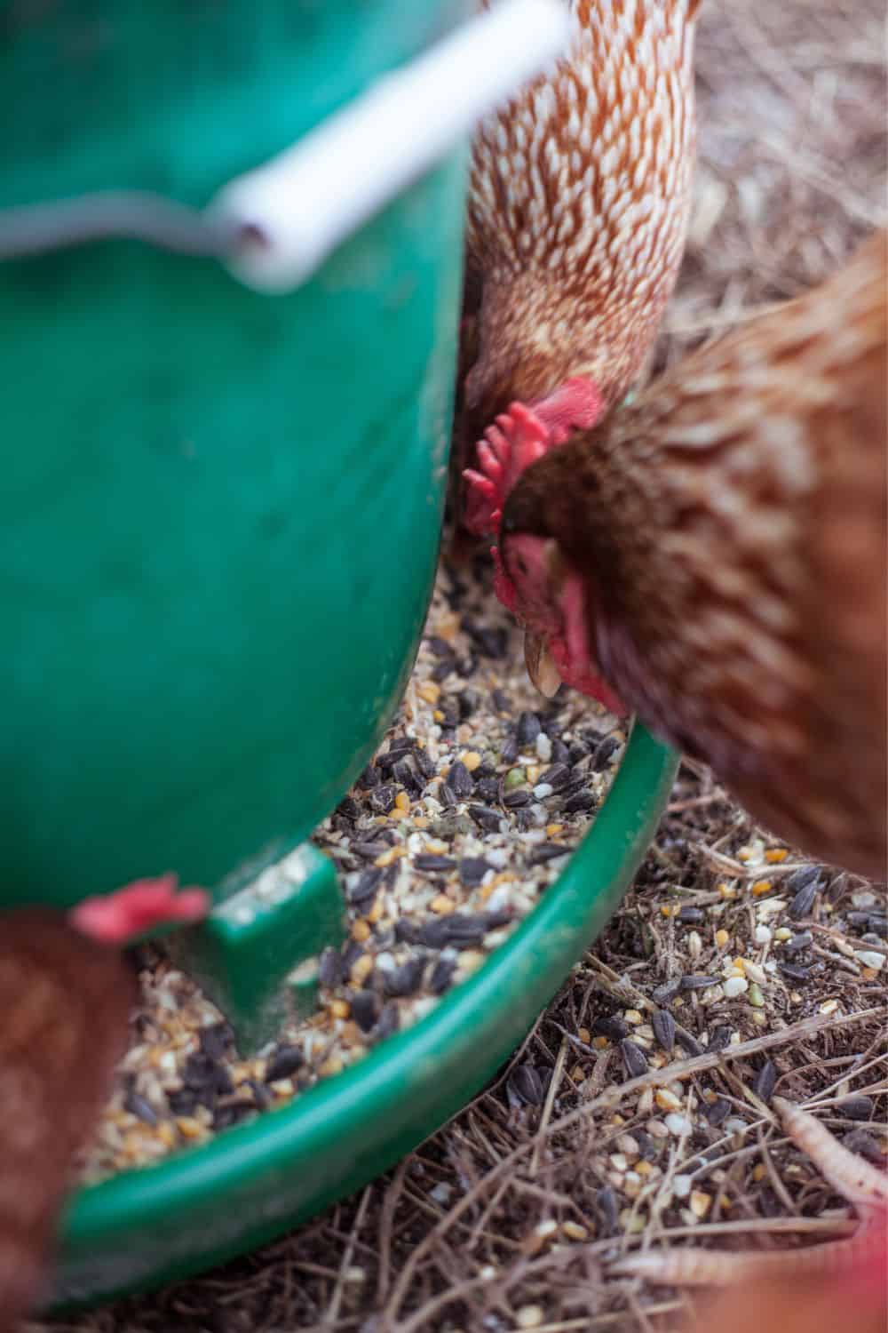 Ways to Feed Your Chickens with Chia Seeds