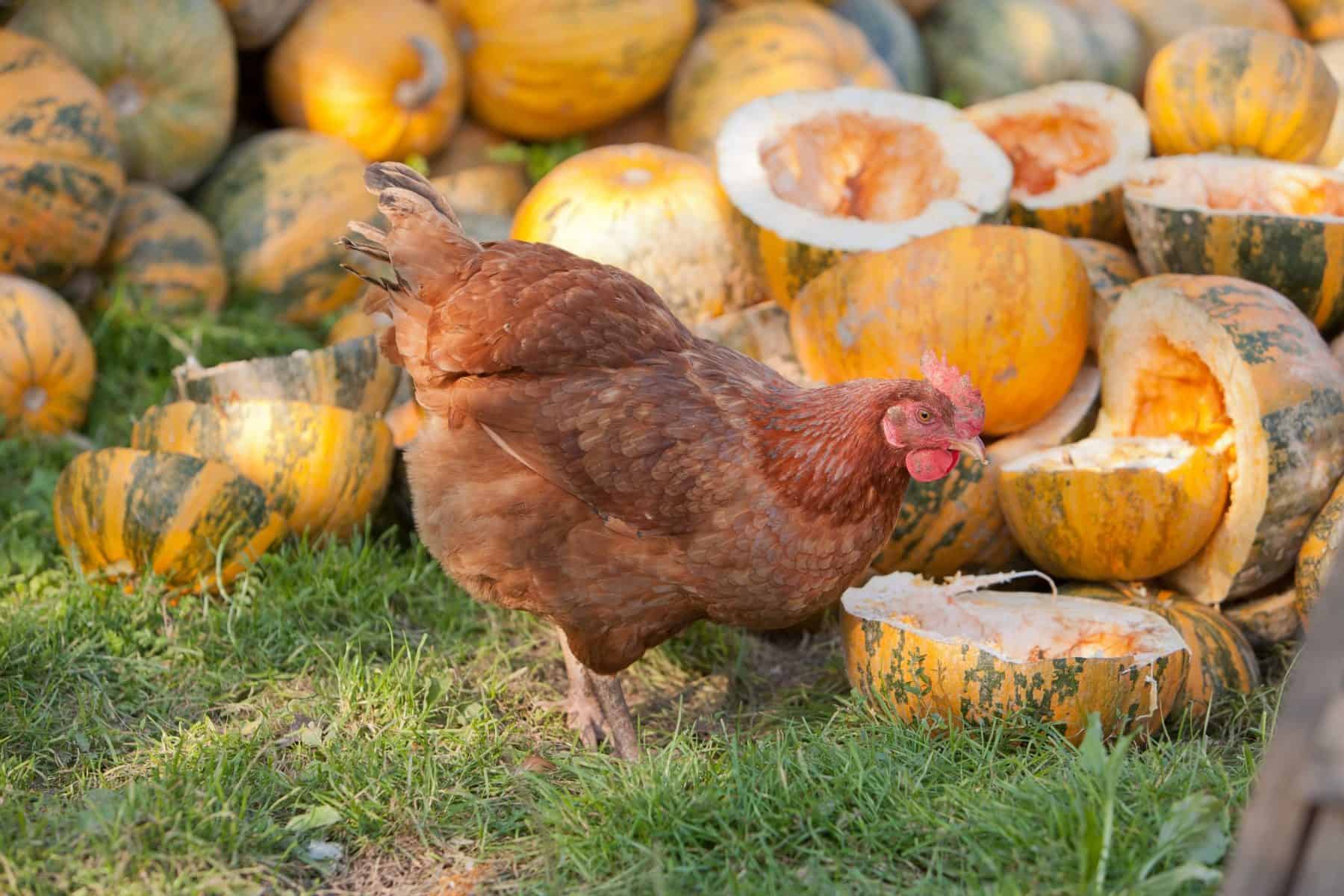 Ways to Feed Your Chickens with Pumpkins