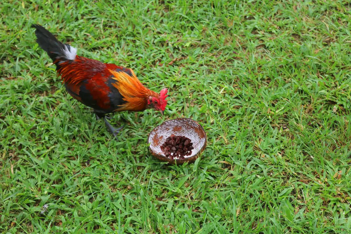 Ways to Feed Your Chickens with Raisins