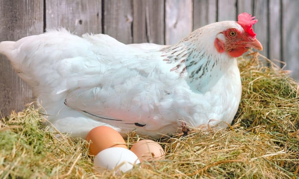 Ways to Make Egg-Laying as Pleasant as Possible