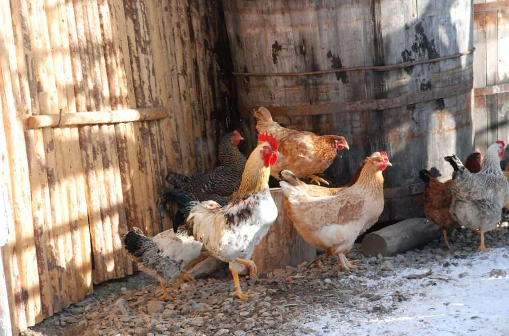 Ways to Provide Heat to Chickens When Necessary