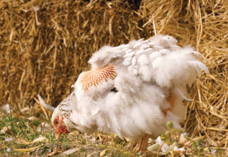 Ways to Take Care of Chickens During Molting