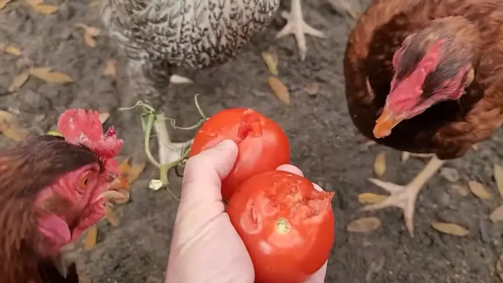 What Parts of the Tomato Plant Chickens Should Avoid (and Why)