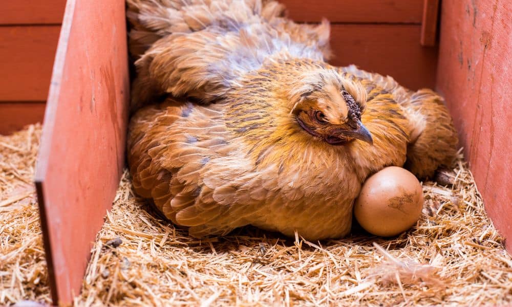 What Time of Day Do Chickens Lay Eggs? - The short answer