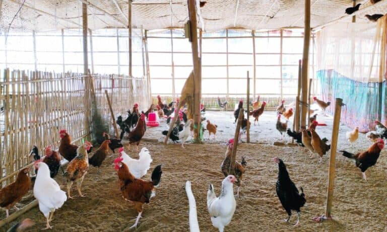 What Type of Sand Is Best for Chicken Coops? (Pros & Cons)