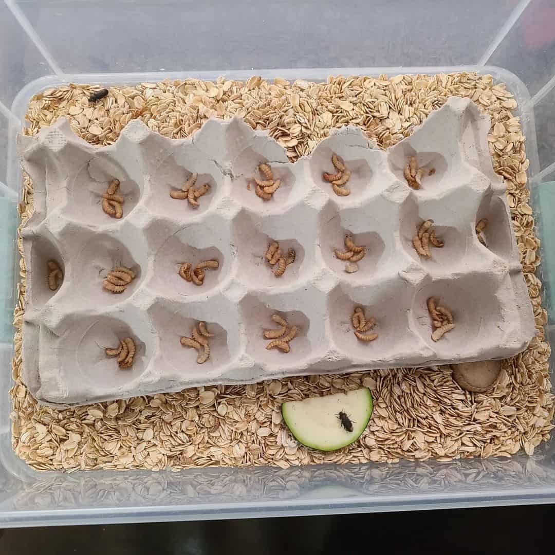 What You Need to Start a Mealworm Farm