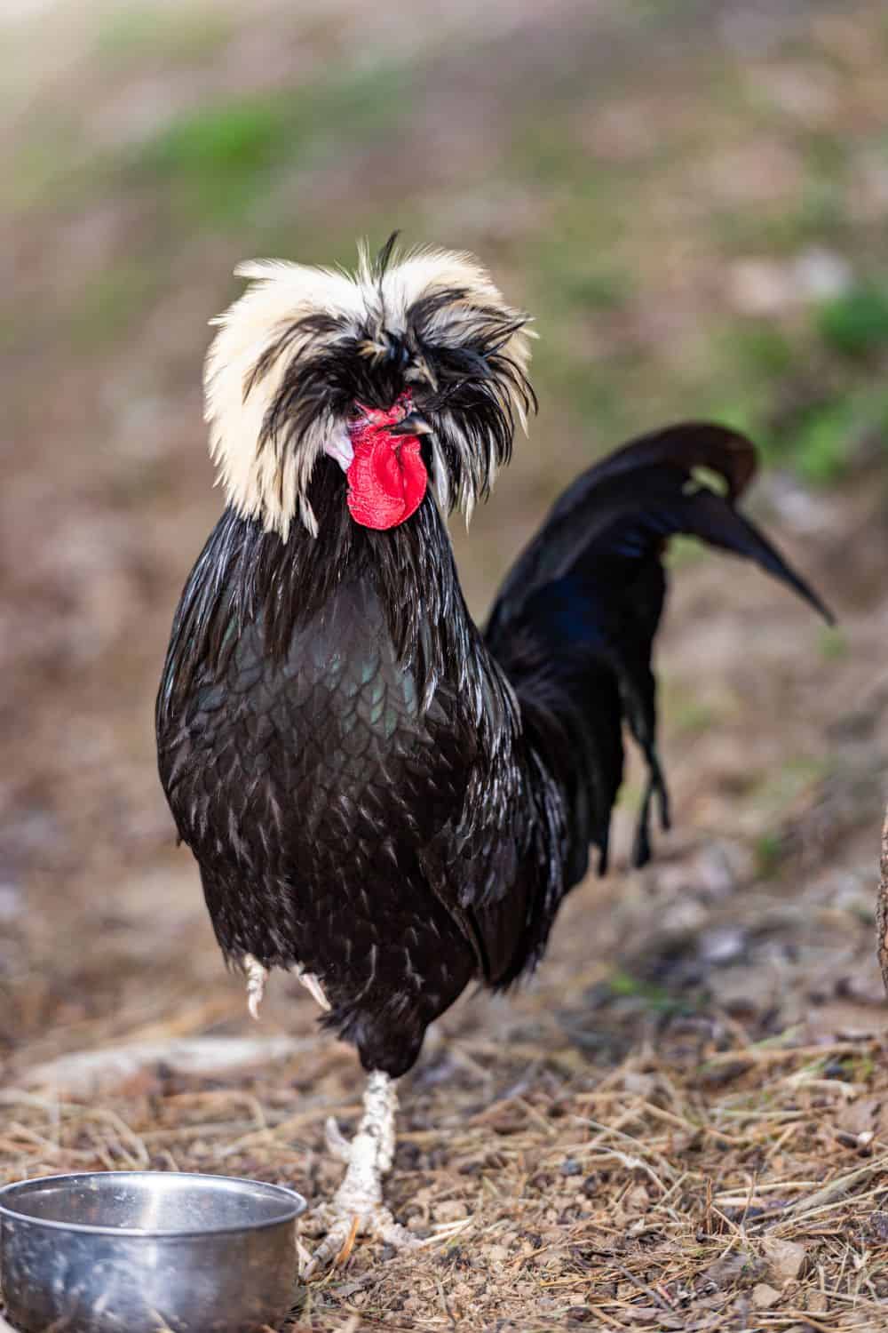 What are the characteristics of a Polish chicken