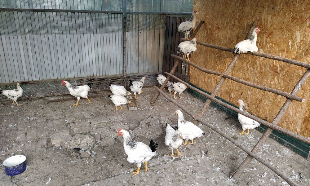 What are the requirements of a chicken coop floor