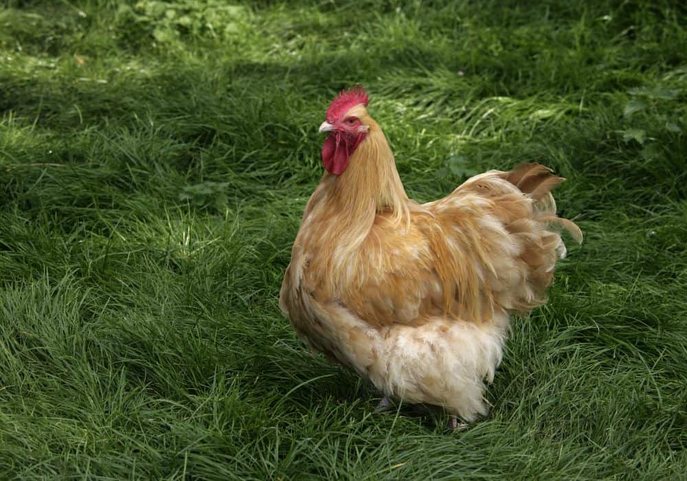 What does a Buff Orpington look like?