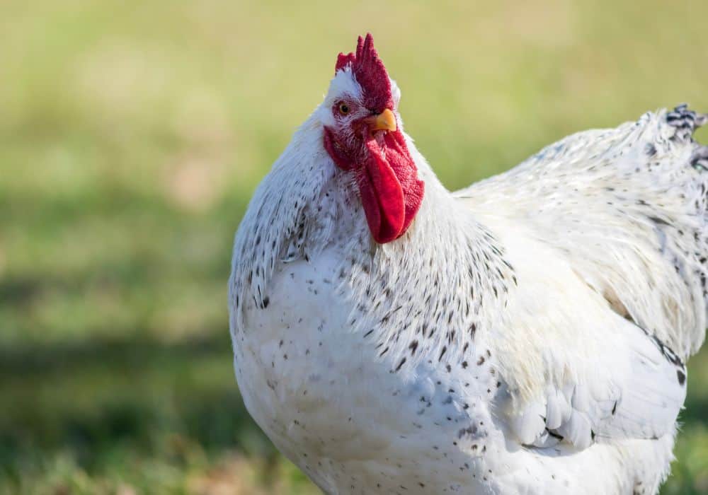 What does a Leghorn chicken look like?