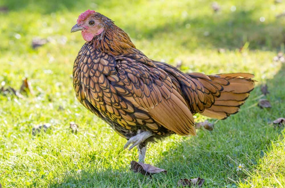 What is the difference between bantam and standard chickens