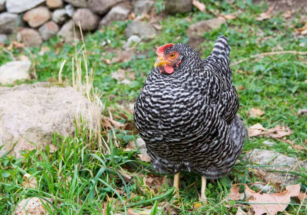 What is the history of the Plymouth Rock chicken?