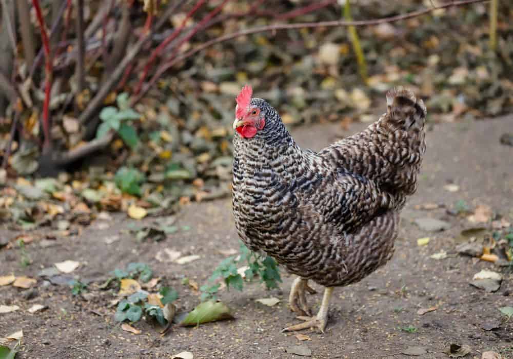 What kind of environments do Plymouth Rock chickens thrive in?