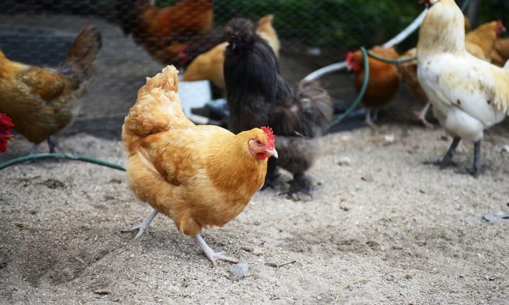 What makes a chicken friendly