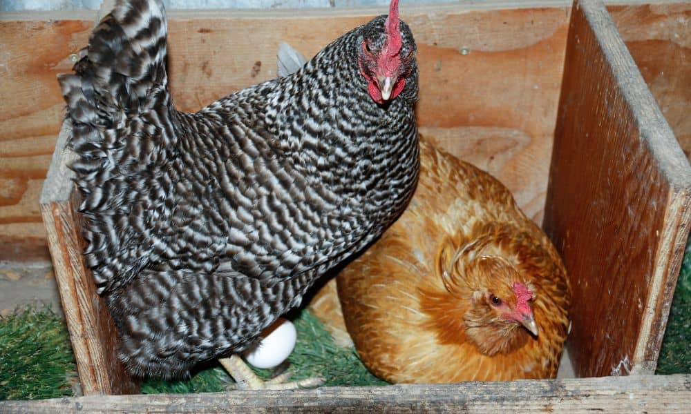 What other factors can affect egg-laying behavior and frequency