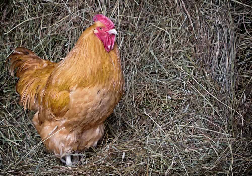 What should owners know about keeping Orpington chickens?