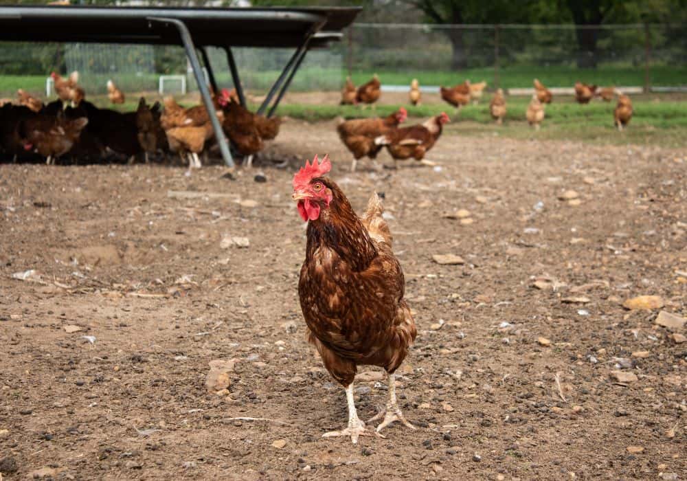 What should you know about ISA Brown chickens and their egg laying?