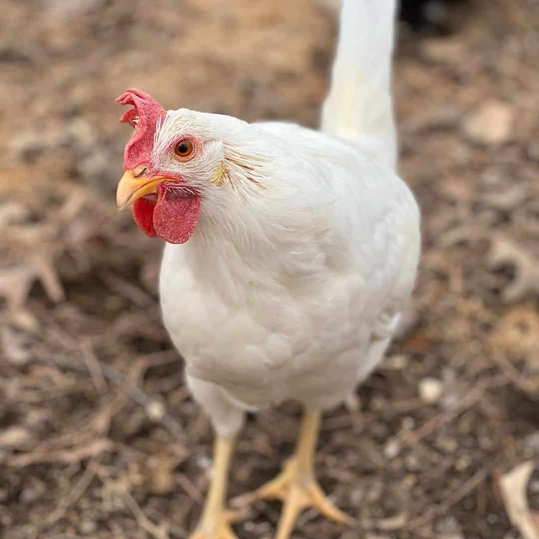 What should you know about Leghorns as egg layers?